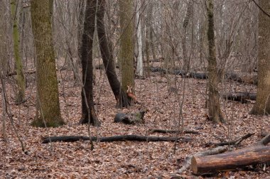 Kızıl sincap sonbahar ormanında oynuyor..