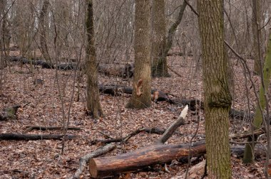 Sonbahar ormanında oynayan iki kırmızı sincap..
