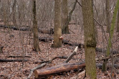 Sonbahar ormanında oynayan iki kırmızı sincap..
