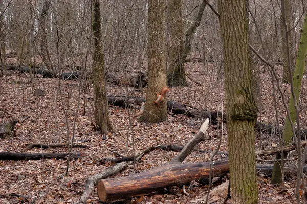 Sonbahar ormanında oynayan iki kırmızı sincap..