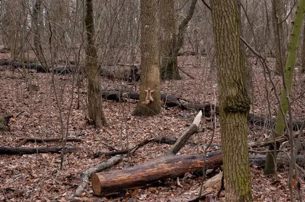 Sonbahar ormanında oynayan iki kırmızı sincap..