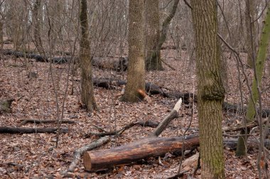 Sonbahar ormanında oynayan iki kırmızı sincap..