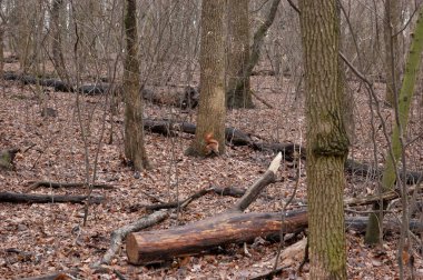 Kızıl sincap sonbahar ormanında oynuyor..