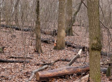 Sonbahar ormanında oynayan iki kırmızı sincap..