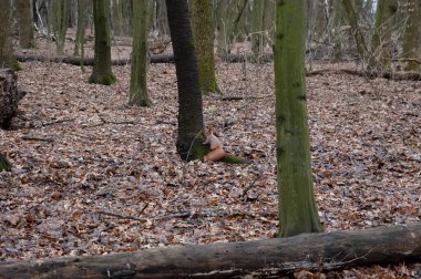 Kızıl sincap sonbahar ormanında oynuyor..