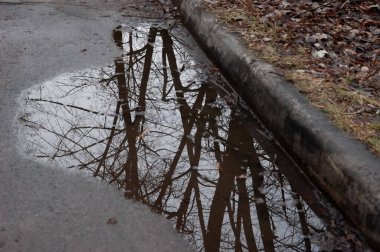 Ağaçların çıplak siyah dalları su birikintisine yansıdı.