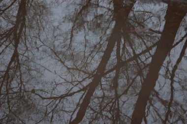 Ağaçların çıplak siyah dalları su birikintisine yansıdı.