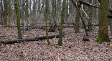 Kızıl sincap sonbahar ormanında oynuyor..