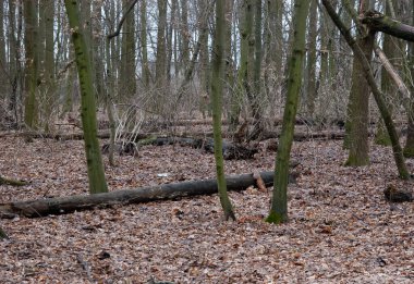Kızıl sincap sonbahar ormanında oynuyor..