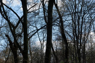 Kasvetli bahar ormanı Mavi gökyüzünün altında beyaz bulutlarla
