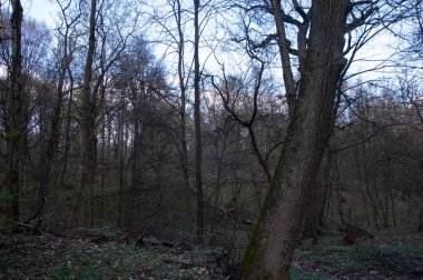 Kasvetli bahar ormanı Mavi gökyüzünün altında beyaz bulutlarla