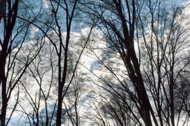 Kasvetli bahar ormanı Mavi gökyüzünün altında beyaz bulutlarla