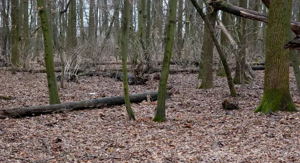 Kızıl sincap sonbahar ormanında oynuyor..