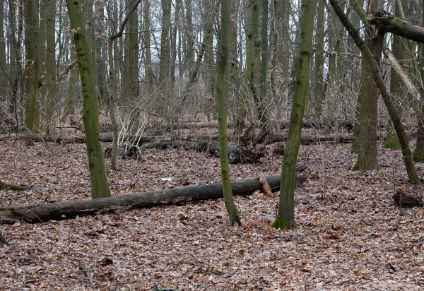 Kızıl sincap sonbahar ormanında oynuyor..