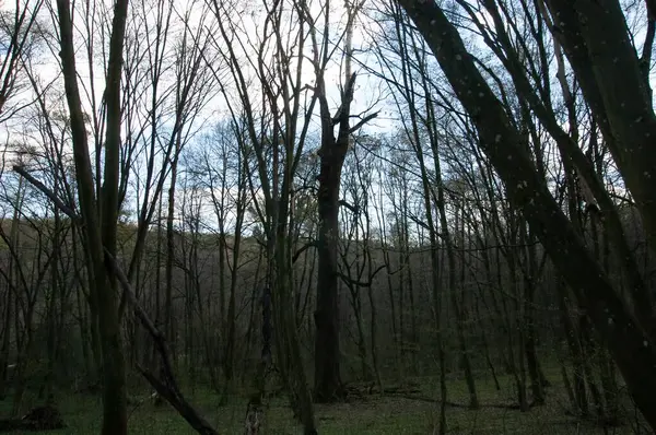 Kasvetli bahar ormanı Mavi gökyüzünün altında beyaz bulutlarla