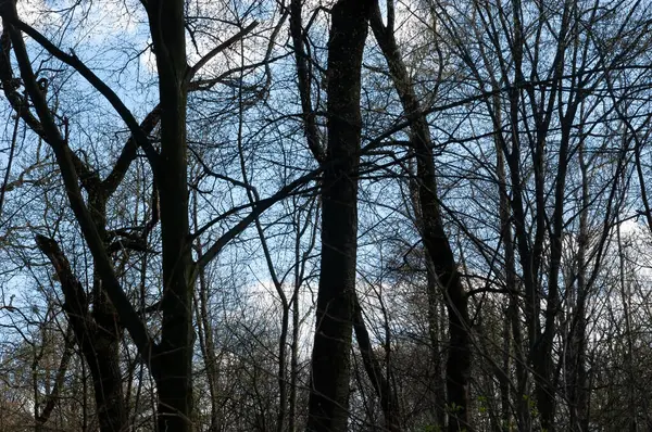 Kasvetli bahar ormanı Mavi gökyüzünün altında beyaz bulutlarla