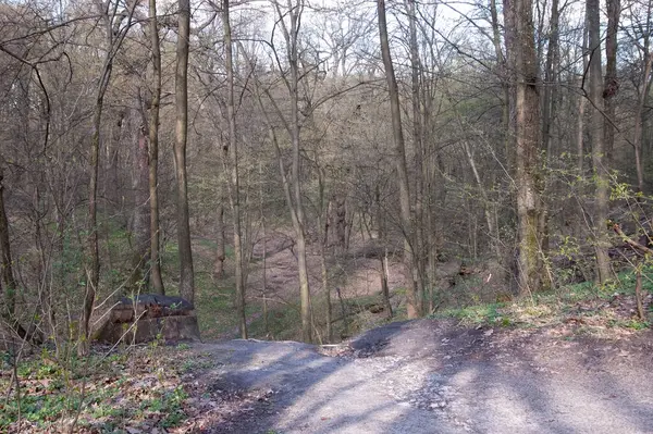 Bahar ormanında bir patika, parlak güneş ışığı