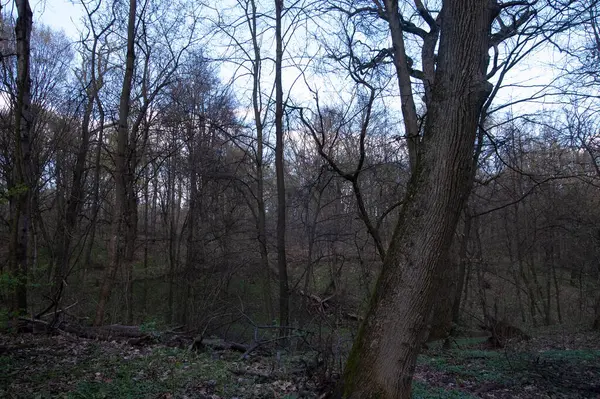 Kasvetli bahar ormanı Mavi gökyüzünün altında beyaz bulutlarla