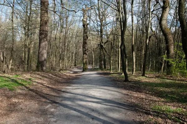 Bahar ormanında bir patika, parlak güneş ışığı