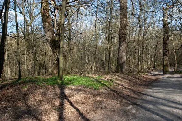 Bahar ormanında bir patika, parlak güneş ışığı