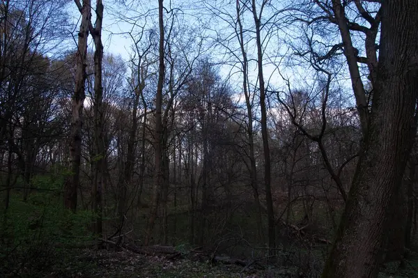 Bir bahar ormanı, aşılmaz bir çöl..