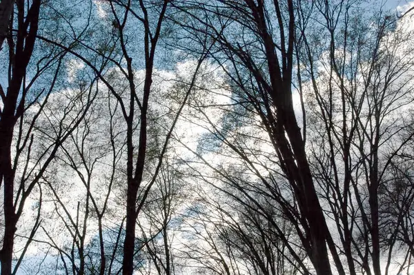 Kasvetli bahar ormanı Mavi gökyüzünün altında beyaz bulutlarla