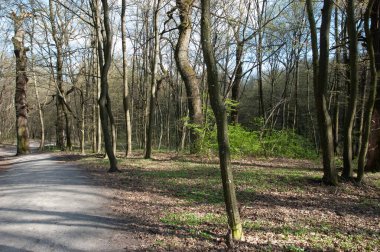 Bahar ormanında bir patika, parlak güneş ışığı