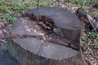 Bahar ormanında ölü bir kütük..