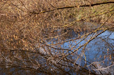 Ağaçların dallarının arkasında mavi gökyüzünün yansıdığı suyu görebiliyorsunuz. Sakin bir yaz manzarası.