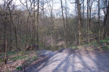 Bahar ormanında bir patika, parlak güneş ışığı