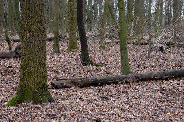 Kızıl sincap sonbahar ormanında oynuyor..