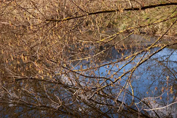 Ağaçların dallarının arkasında mavi gökyüzünün yansıdığı suyu görebiliyorsunuz. Sakin bir yaz manzarası.
