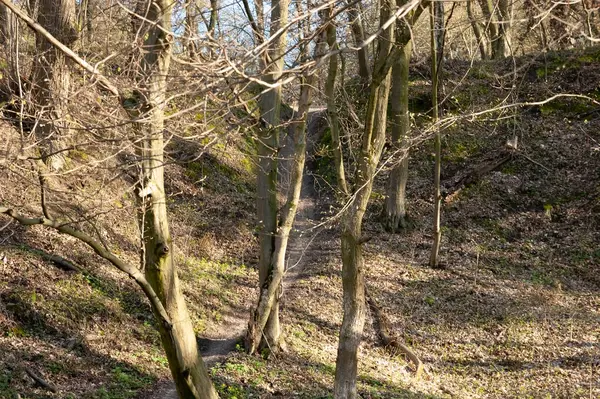 Bahar ormanında bir patika, parlak güneş ışığı.