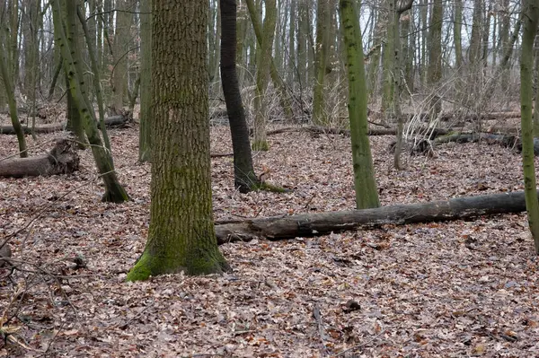 Kızıl sincap sonbahar ormanında oynuyor..