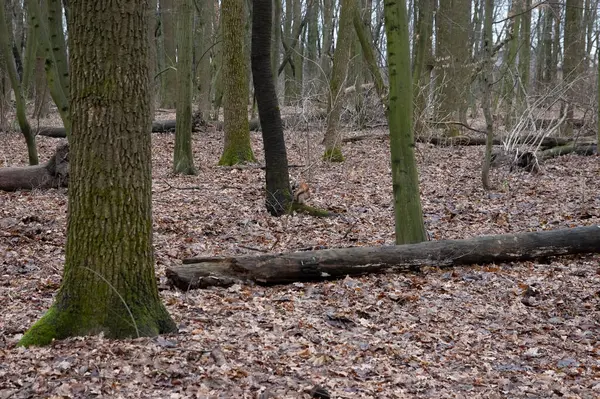 Kızıl sincap sonbahar ormanında oynuyor..