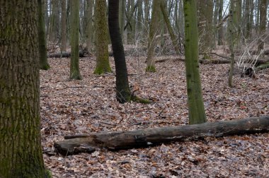 Kızıl sincap sonbahar ormanında oynuyor..