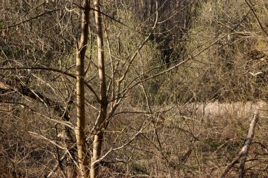 Bir bahar ormanı, aşılmaz bir çöl..