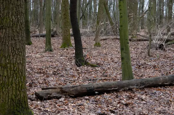 Kızıl sincap sonbahar ormanında oynuyor..