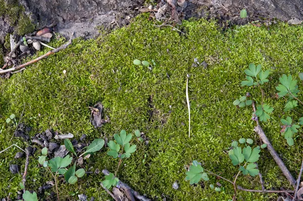Yeşil yosun ve ilk bahar çimeni