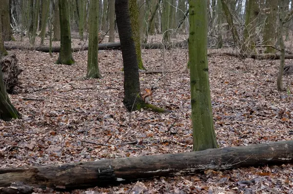 Kızıl sincap sonbahar ormanında oynuyor..