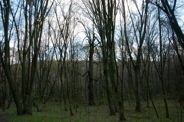 Kasvetli bahar ormanı Mavi gökyüzünün altında beyaz bulutlarla
