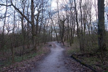 Uzaklara giden dar bir patikası olan bir bahar ormanı. Patikanın yanında yaşlı bir ağaç kütüğü duruyor. Taze yeşil çimenler ve mevsimin ilk genç yaprakları görülebilir..
