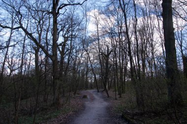 Uzaklara giden dar bir patikası olan bir bahar ormanı. Patikanın yanında yaşlı bir ağaç kütüğü duruyor. Taze yeşil çimenler ve mevsimin ilk genç yaprakları görülebilir..