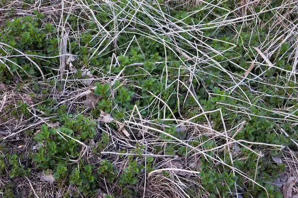Taze yeşil ısırgan otlarının bir önceki yıla ait kuru ve ölü çimenler tabakasında büyüdüğünü tepeden tırnağa görmek.