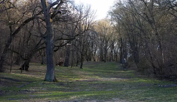 Aşağıdan yukarıya bakan çimenli bir kayak yamacı. Bahar geldi, kar yok, kayakçılar yok. Yeşil çimenler tepeyi kaplıyor ve ağaçlar her iki tarafı da kaplıyor. Sağda, bir teleferik kablosu görünüyor, muhtemelen bir T-bar sisteminin parçası..