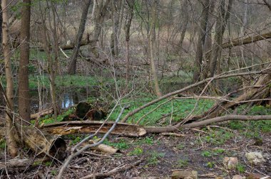 Taze yeşil çimenler ve erken açan çiçeklerle bahar ormanı. Bir dere akıyor, çürümüş kütükler ormanda yatıyor, suda değil..