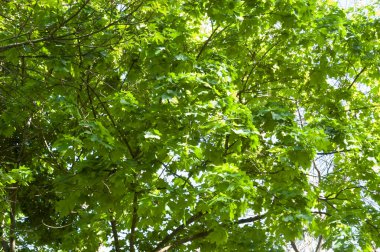 Parlak bir yaz günü. Dallardaki yoğun akçaağaç yaprakları çerçeveyi dolduruyor, güneş ışığında parlıyor. Gökyüzü canlı yeşil yaprakların arkasında zar zor görünüyor, aşağıdan yukarıya bakarken fotoğraflanmış..