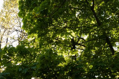 Parlak bir yaz günü. Dallardaki yoğun akçaağaç yaprakları çerçeveyi dolduruyor, güneş ışığında parlıyor. Gökyüzü canlı yeşil yaprakların arkasında zar zor görünüyor, aşağıdan yukarıya bakarken fotoğraflanmış..