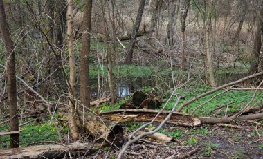 Taze yeşil çimenler ve erken açan çiçeklerle bahar ormanı. Bir dere akıyor, çürümüş kütükler ormanda yatıyor, suda değil..