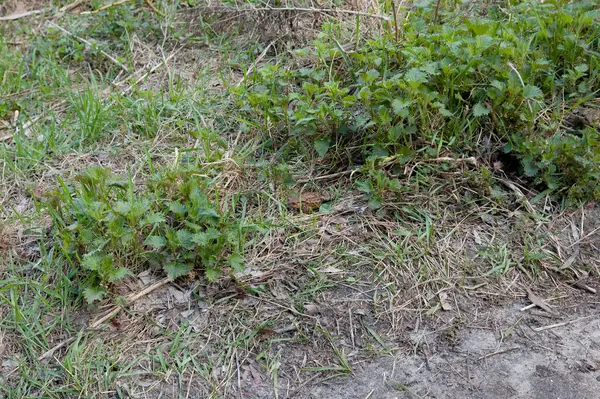 Tek bir kurbağa taze bahar ısırganından ve yeşil otlardan dışarı bakıyor. Yanındaki aşınmış, çıplak toprak doğal olarak bitki örtüsüyle karışıyor..